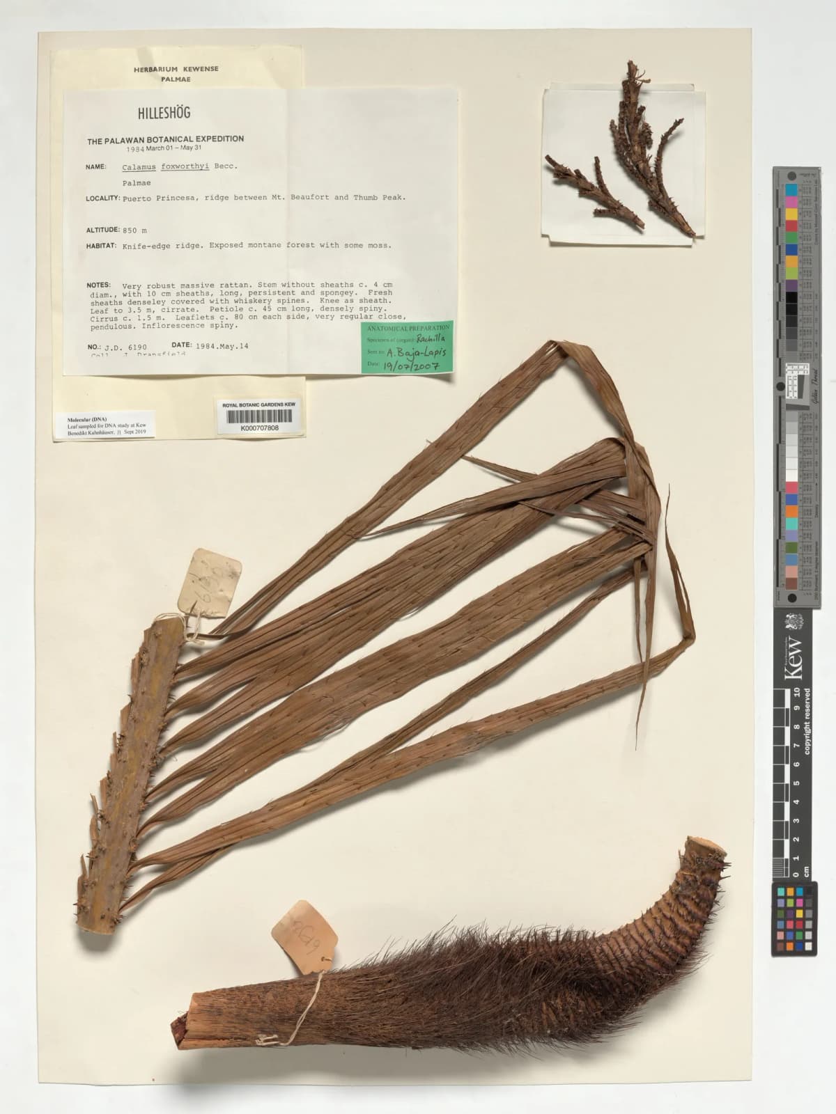 Botanical specimen of Calamus Foxworthyi.