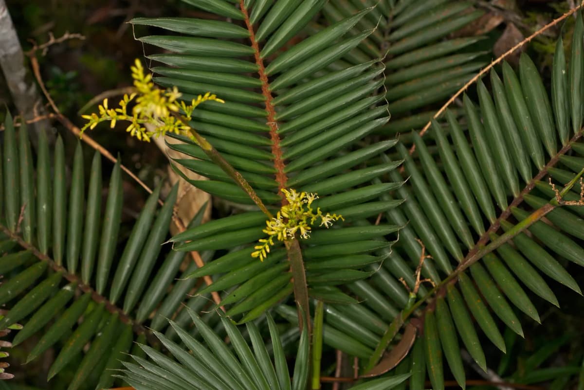 Botanical specimen of Calamus Gibbsianus.