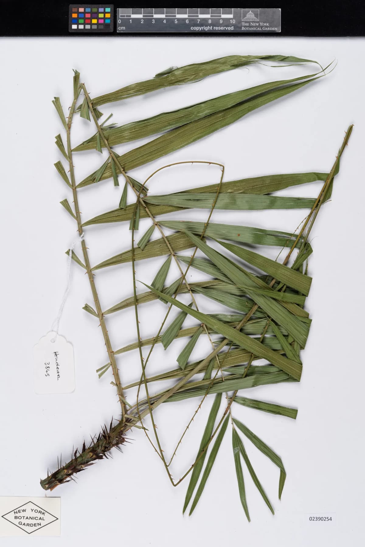 Botanical specimen of Calamus Godefroyi.