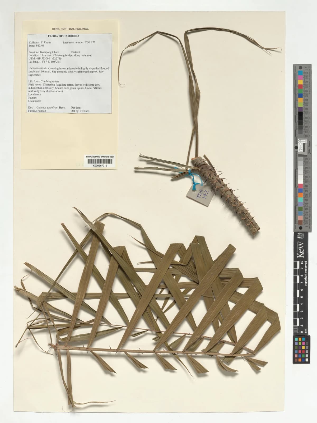 Botanical specimen of Calamus Godefroyi.