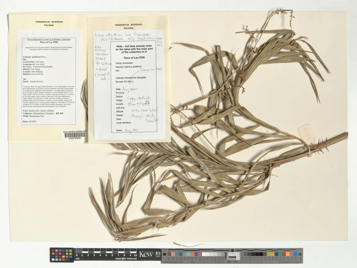 Botanical specimen of Calamus Godefroyi.