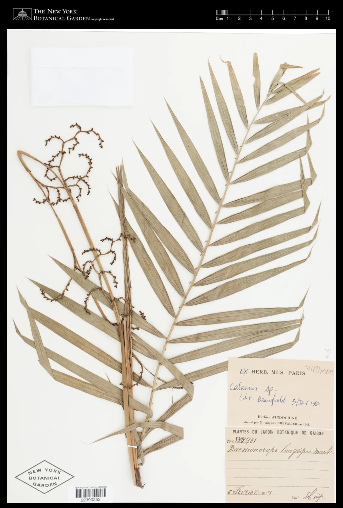 Botanical specimen of Calamus Godefroyi.