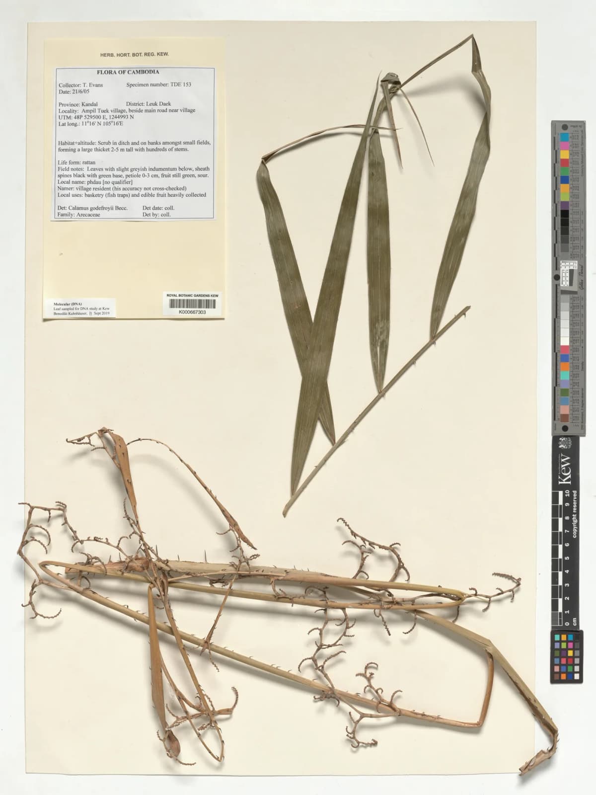 Botanical specimen of Calamus Godefroyi.