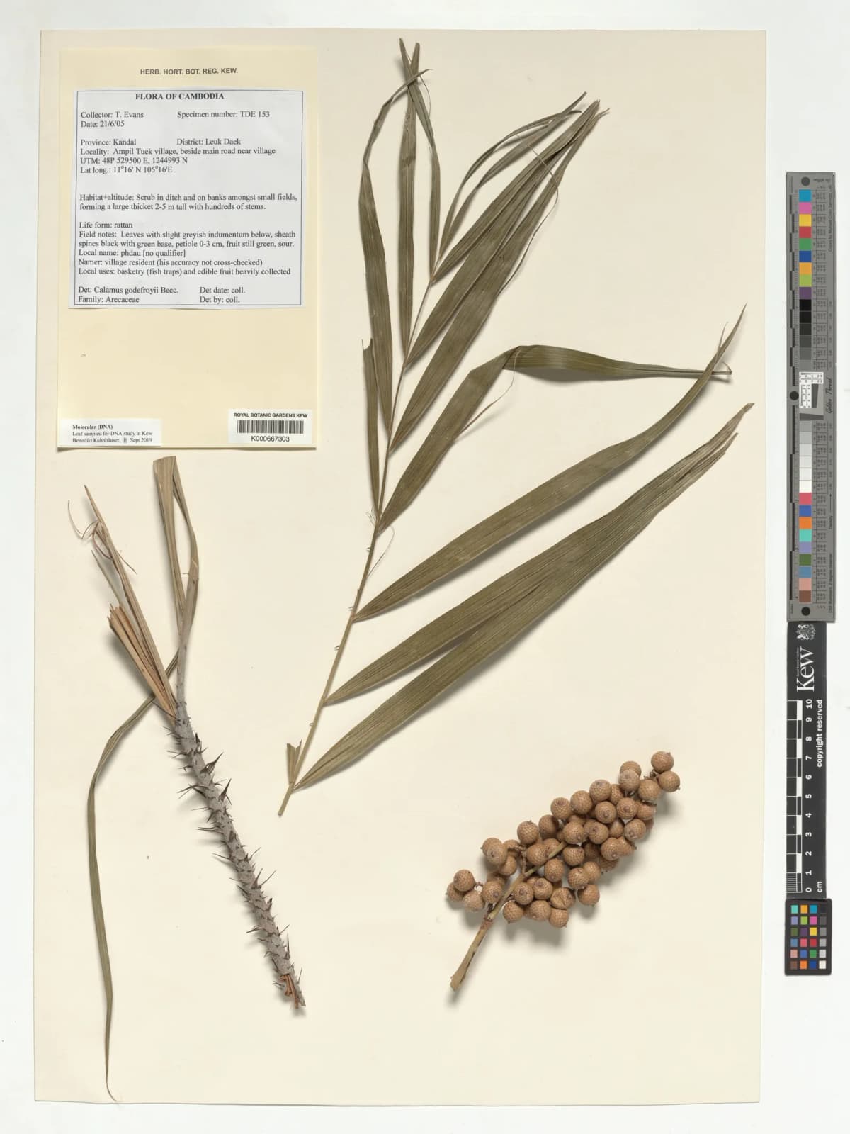 Botanical specimen of Calamus Godefroyi.