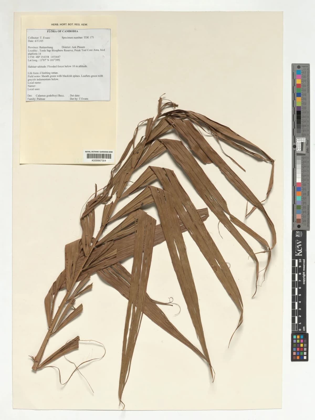 Botanical specimen of Calamus Godefroyi.