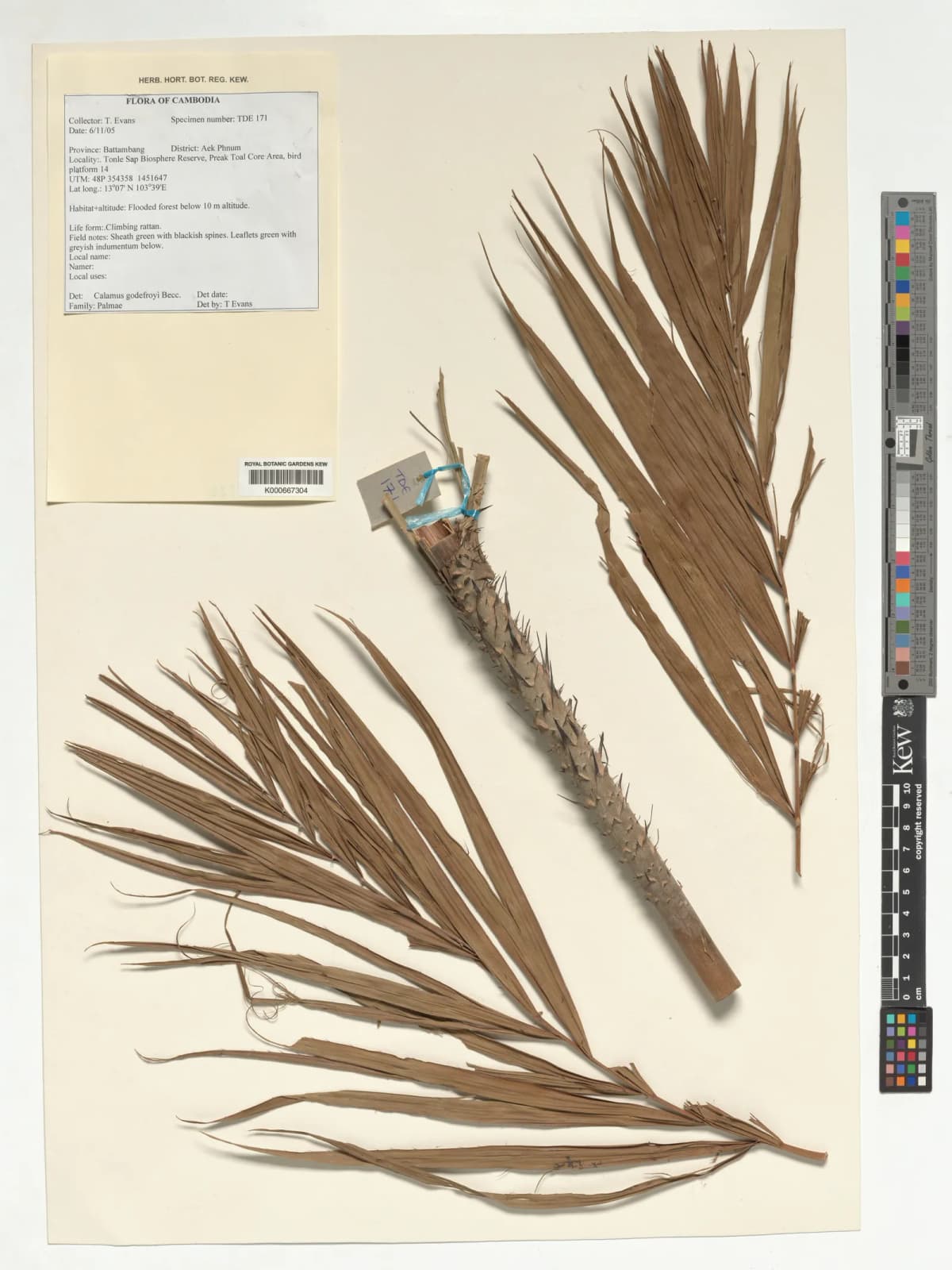 Botanical specimen of Calamus Godefroyi.