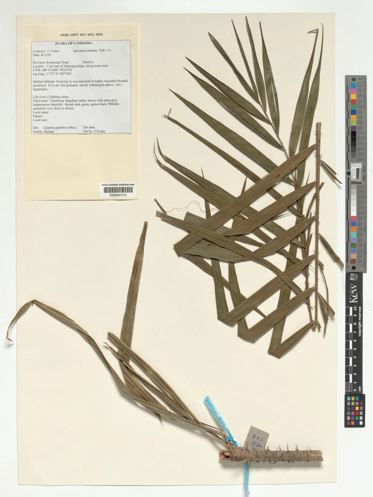 Botanical specimen of Calamus Godefroyi.