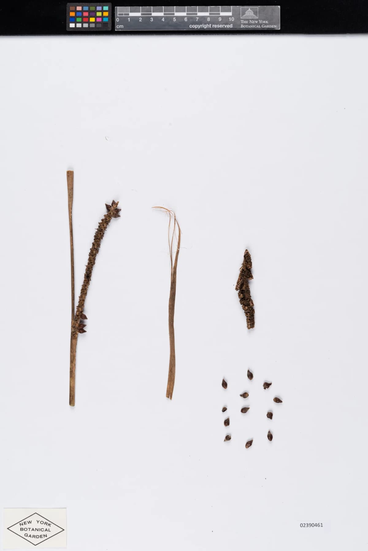 Botanical specimen of Calamus Harmandii.
