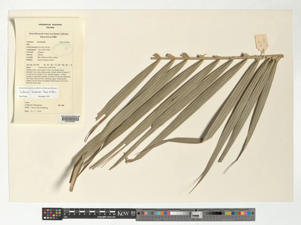 Botanical specimen of Calamus Harmandii.