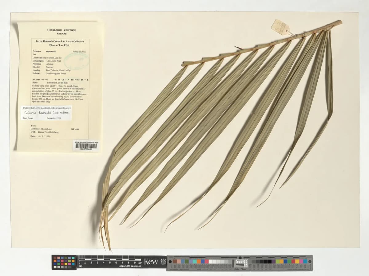 Botanical specimen of Calamus Harmandii.