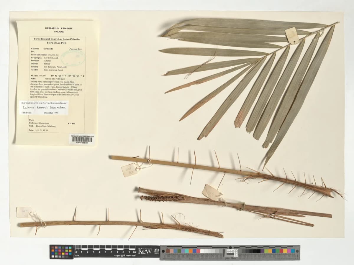 Botanical specimen of Calamus Harmandii.