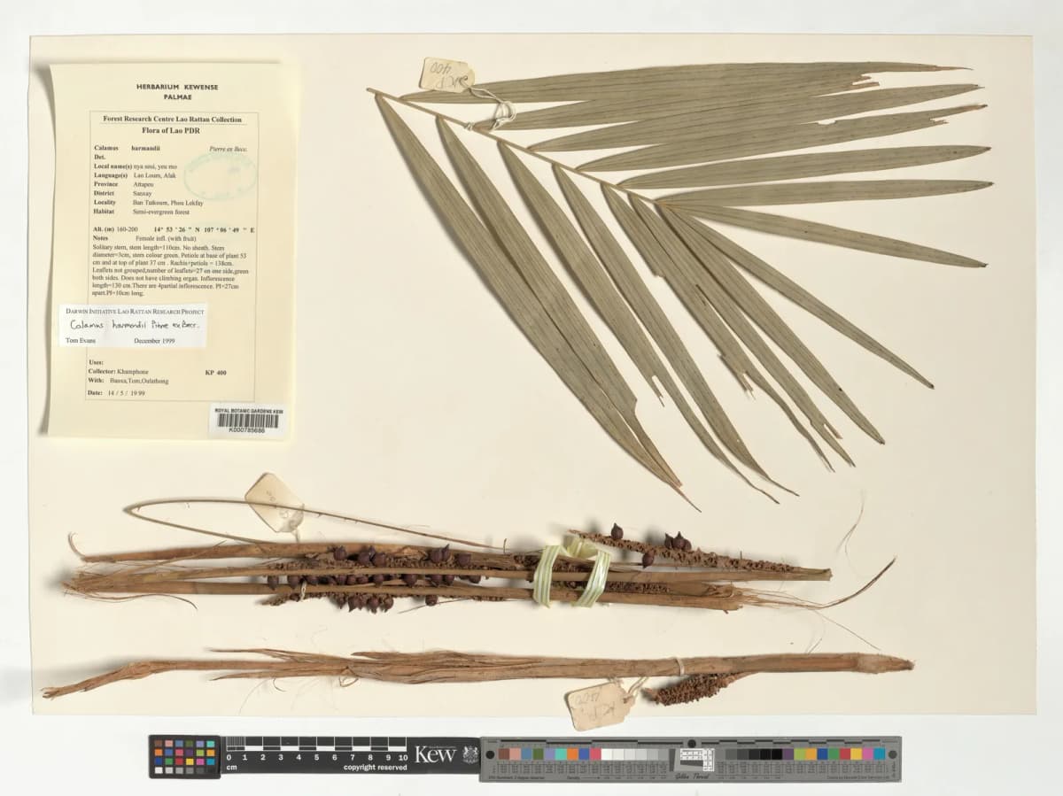 Botanical specimen of Calamus Harmandii.