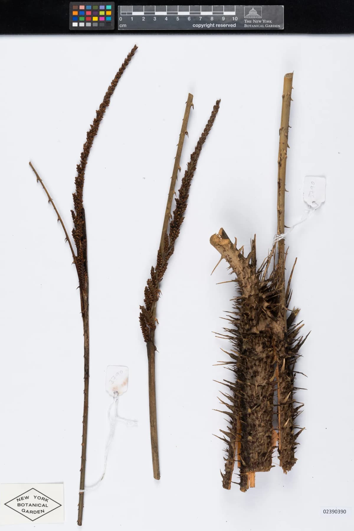 Botanical specimen of Calamus Henryanus.