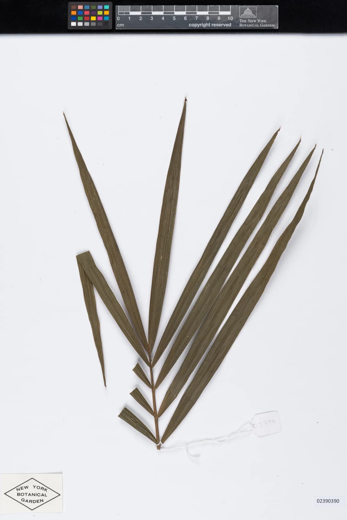 Botanical specimen of Calamus Henryanus.