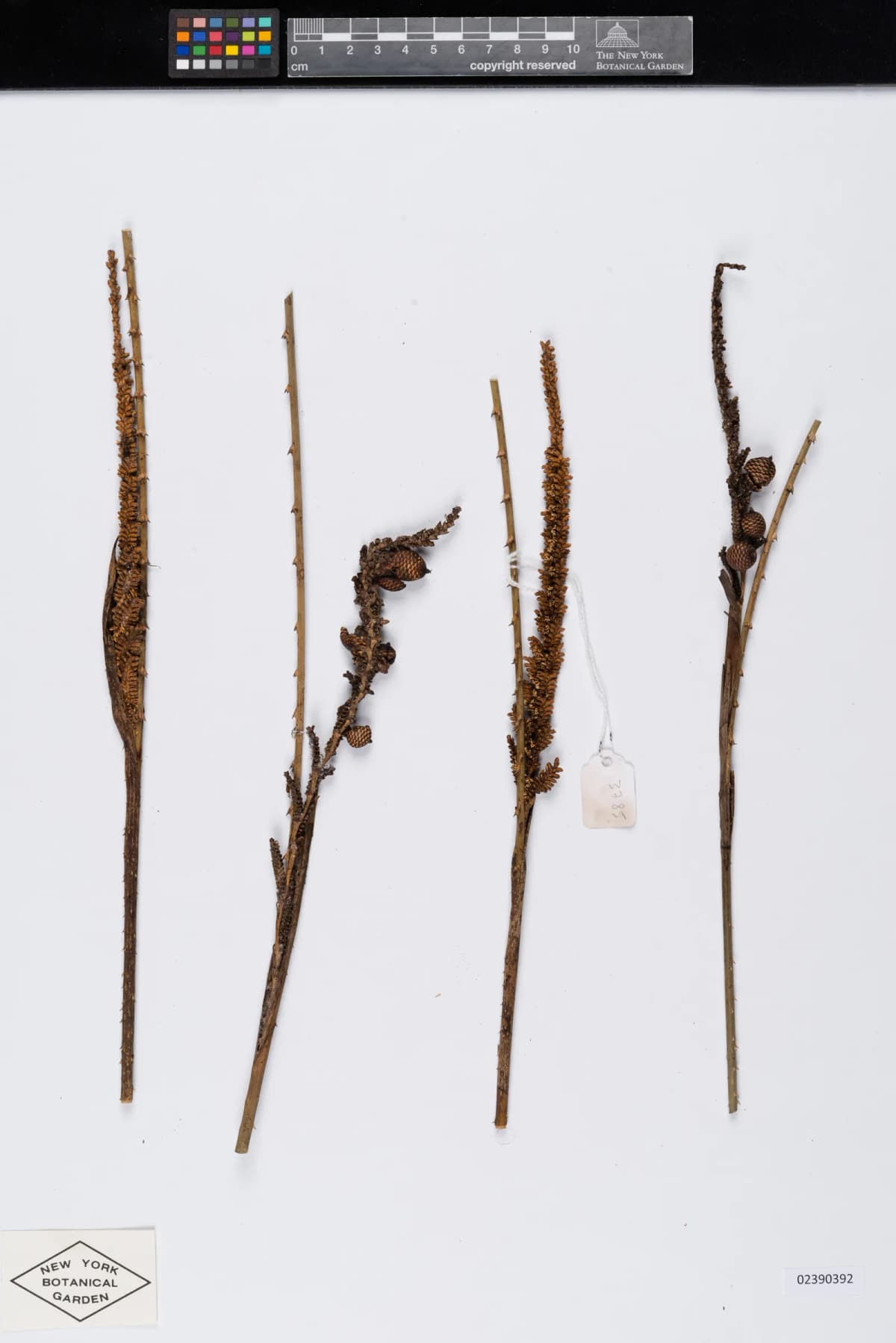 Botanical specimen of Calamus Henryanus.