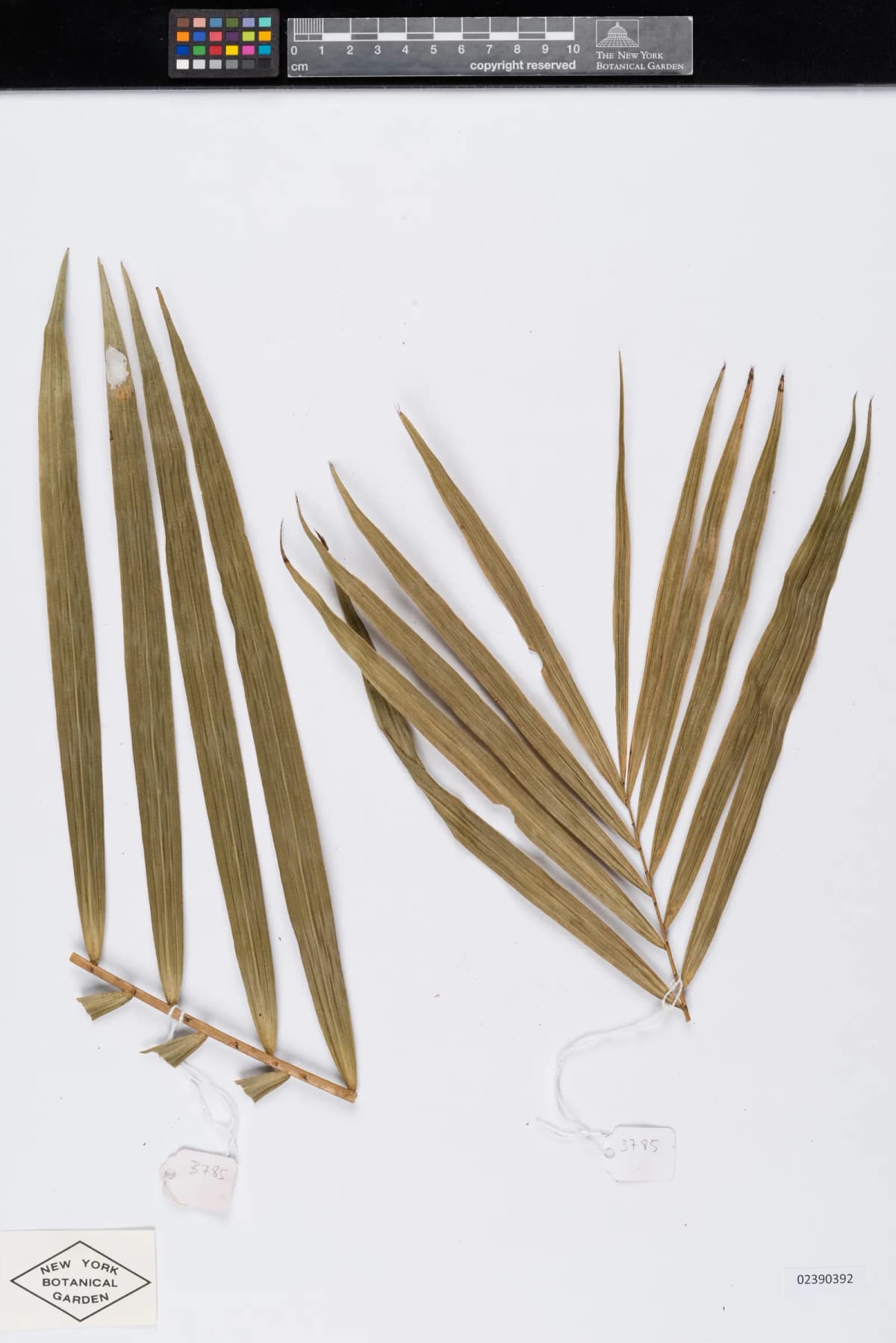Botanical specimen of Calamus Henryanus.