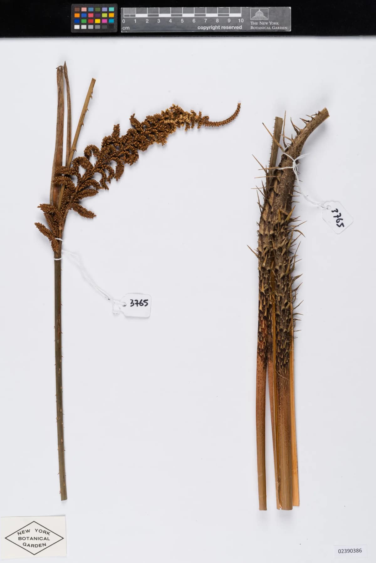 Botanical specimen of Calamus Henryanus.
