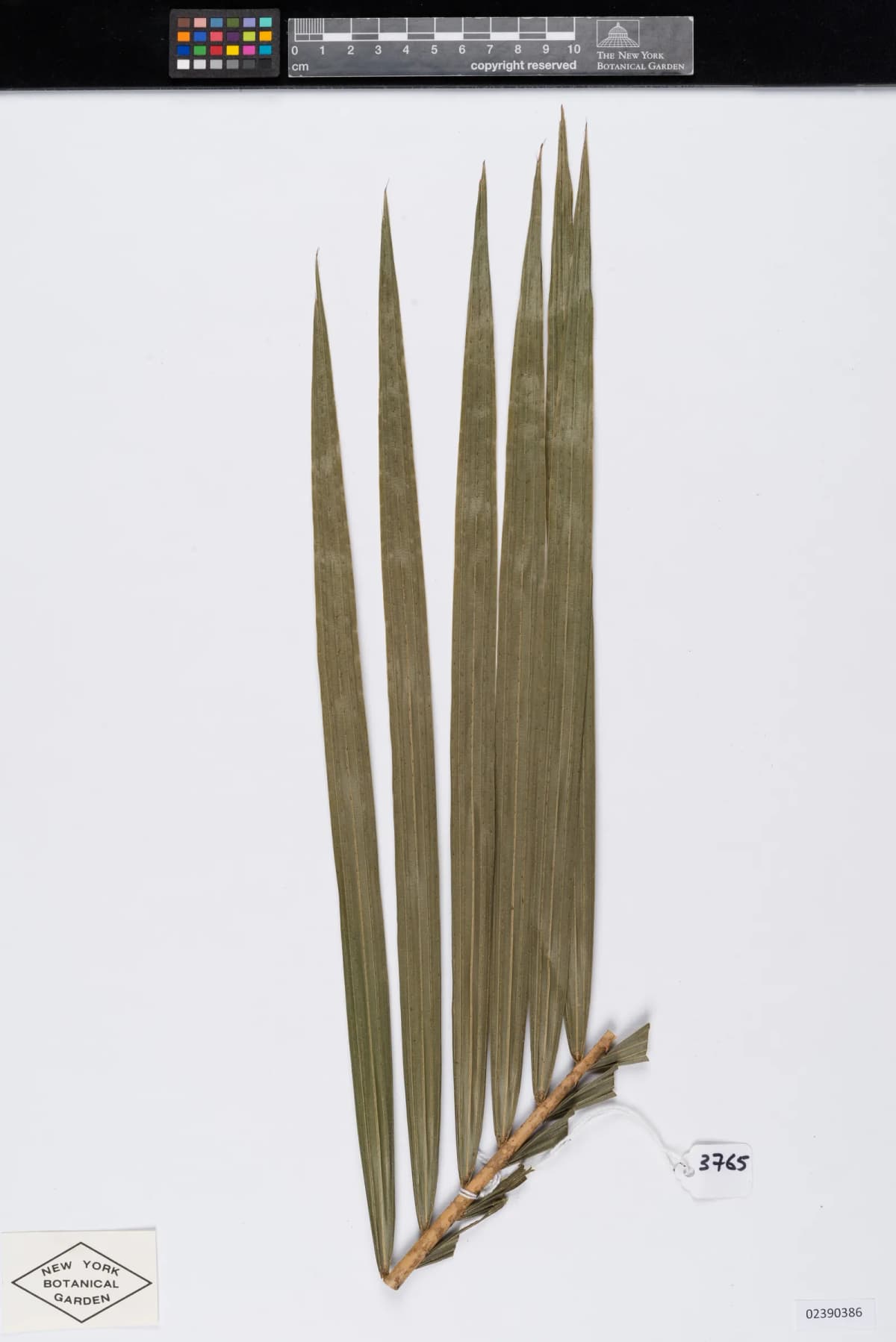 Botanical specimen of Calamus Henryanus.