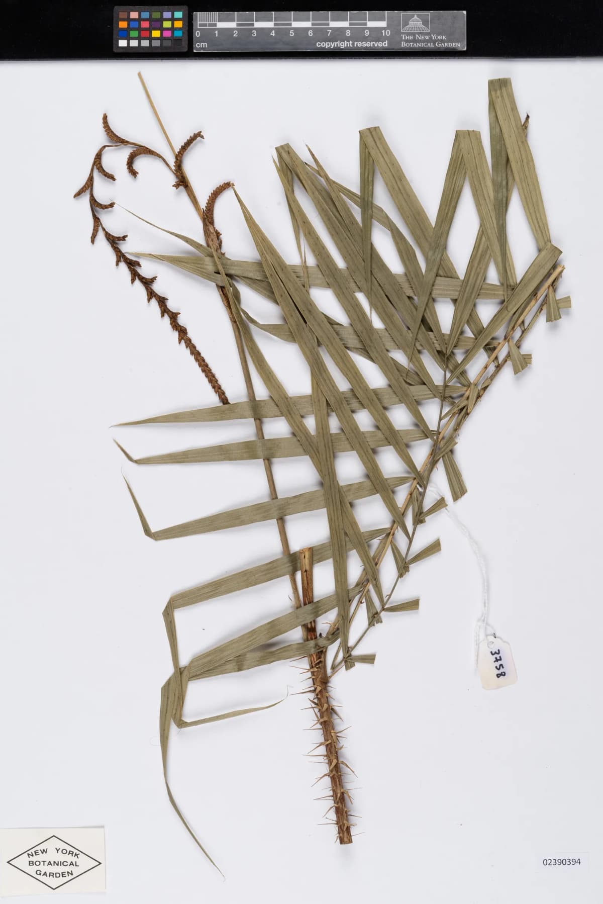 Botanical specimen of Calamus Henryanus.