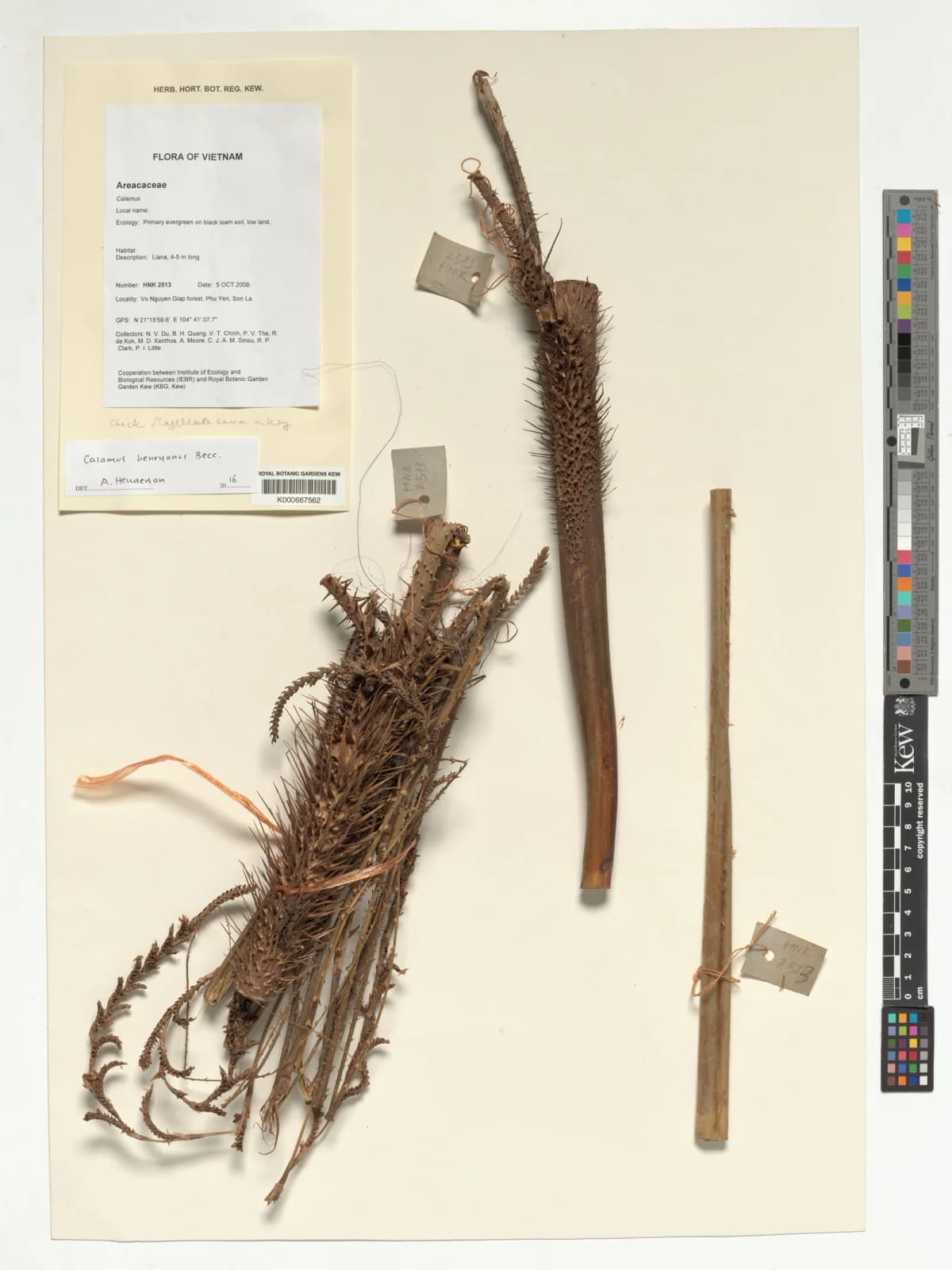 Botanical specimen of Calamus Henryanus.