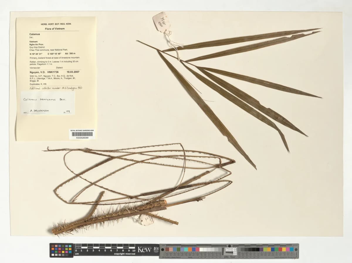 Botanical specimen of Calamus Henryanus.