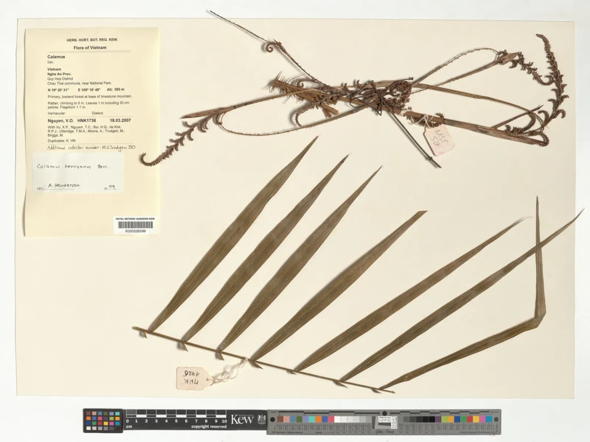 Botanical specimen of Calamus Henryanus.