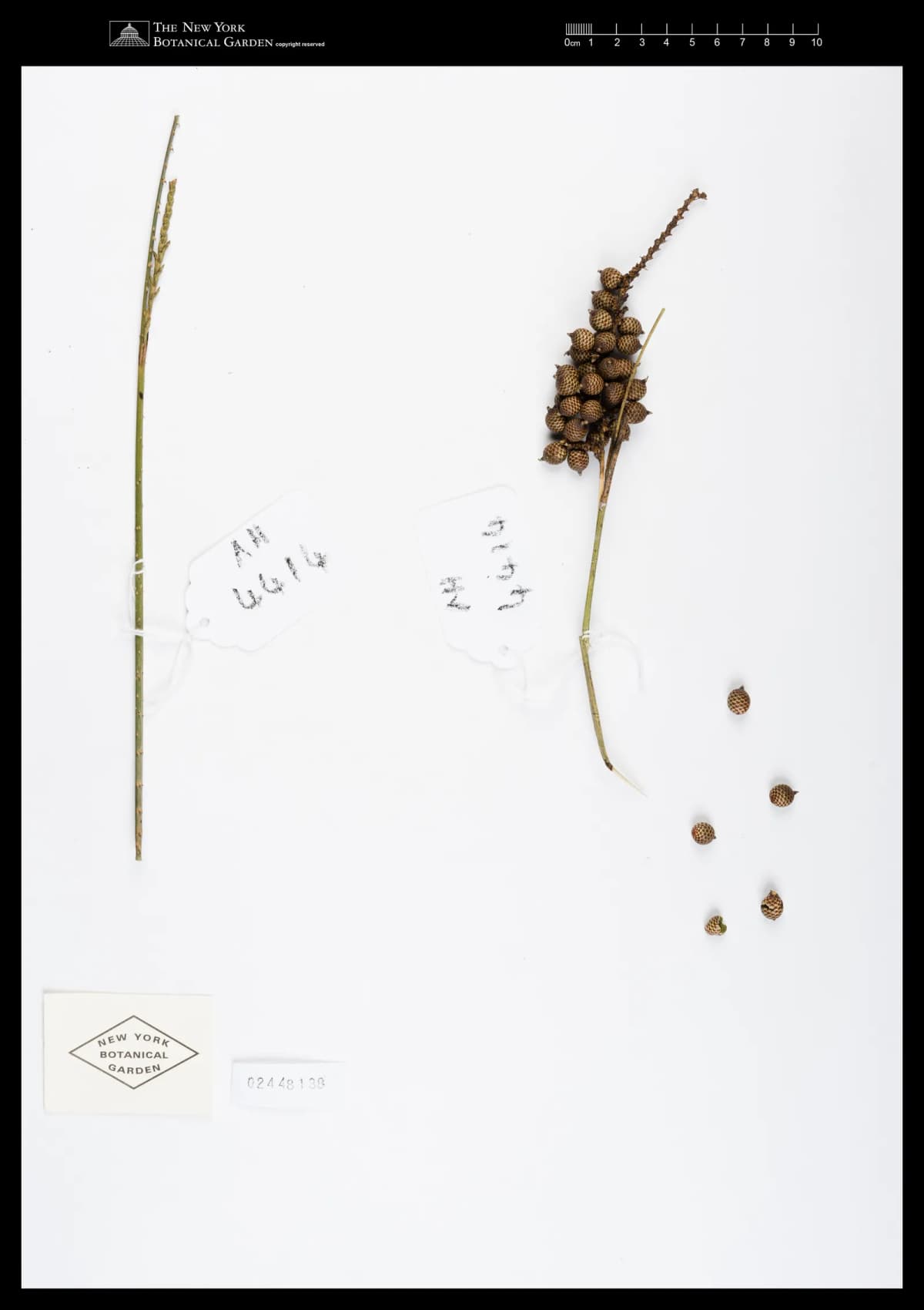 Botanical specimen of Calamus Henryanus.