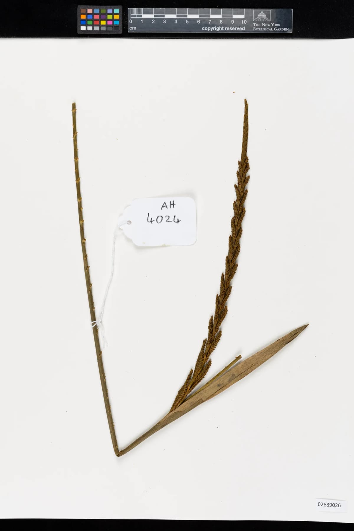 Botanical specimen of Calamus Henryanus.