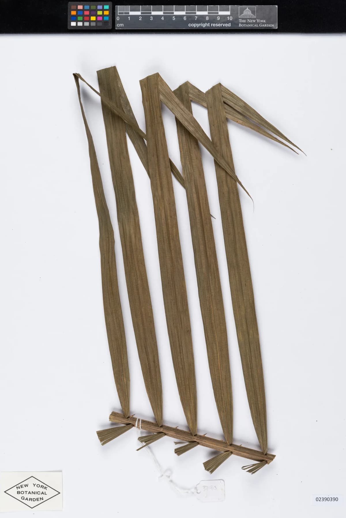 Botanical specimen of Calamus Henryanus.
