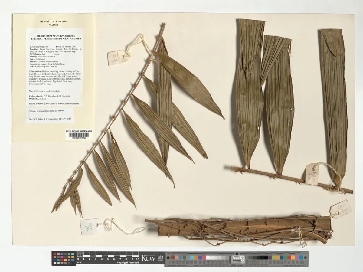 Botanical specimen of Calamus Heteracanthus.