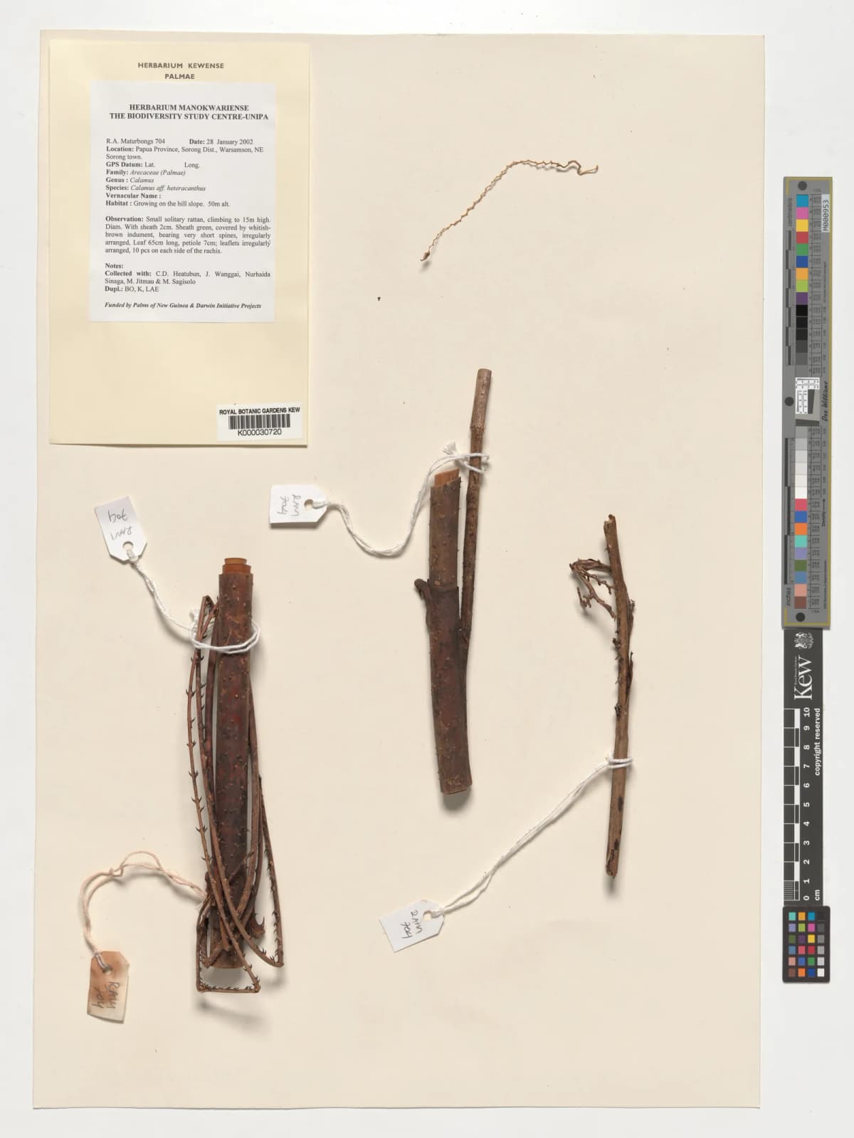Botanical specimen of Calamus Heteracanthus.