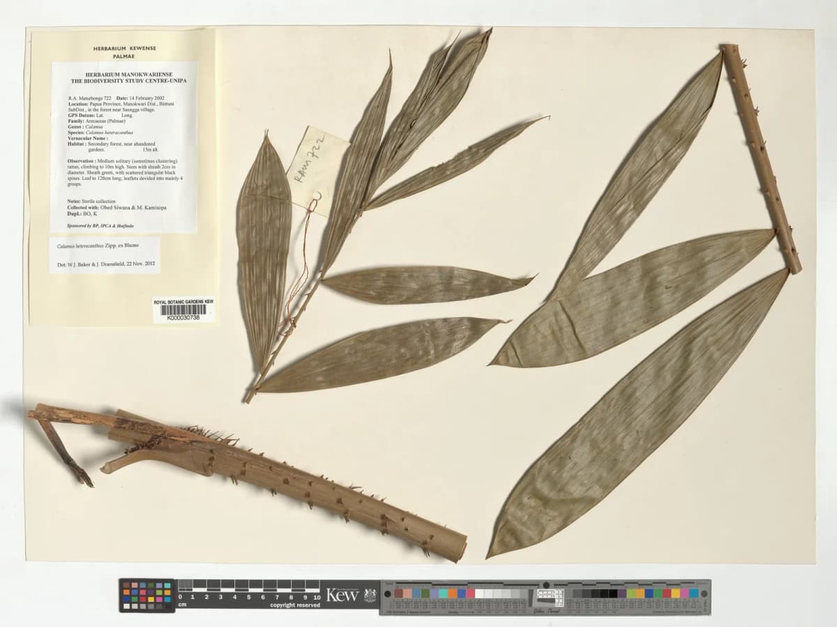 Botanical specimen of Calamus Heteracanthus.