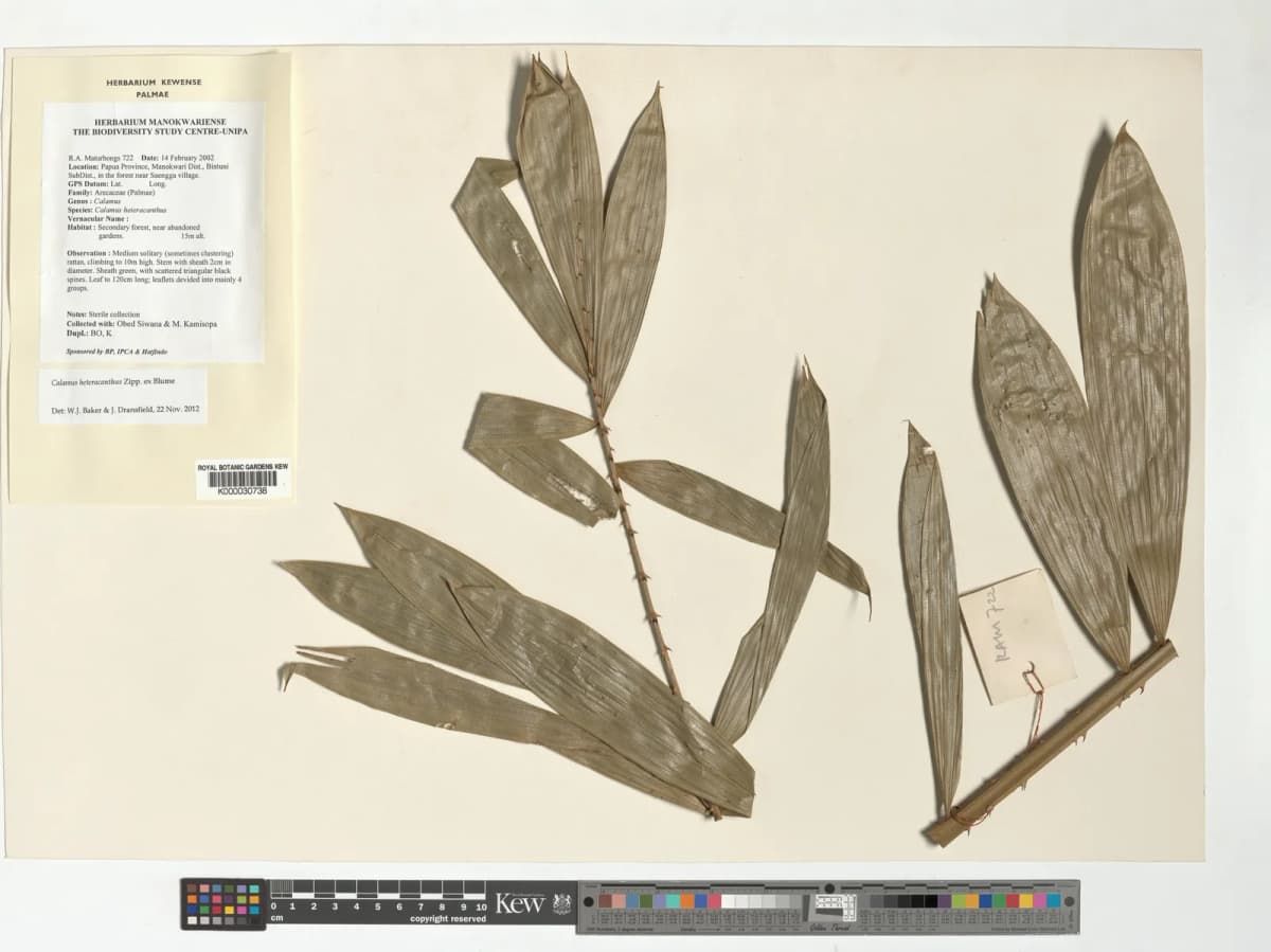 Botanical specimen of Calamus Heteracanthus.