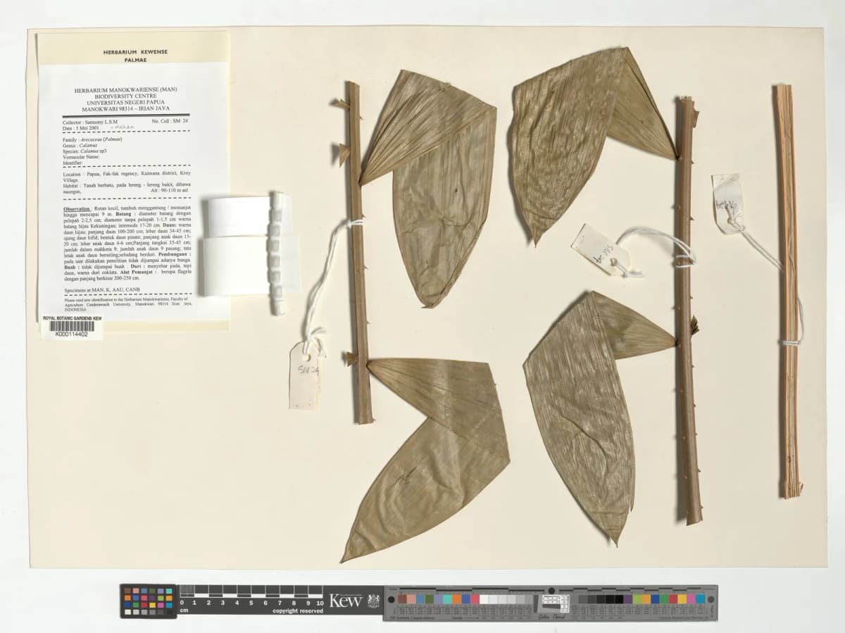 Botanical specimen of Calamus Heteracanthus.