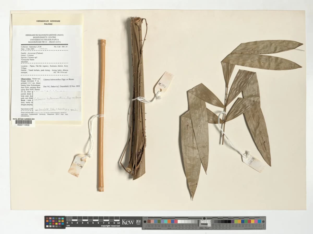 Botanical specimen of Calamus Heteracanthus.