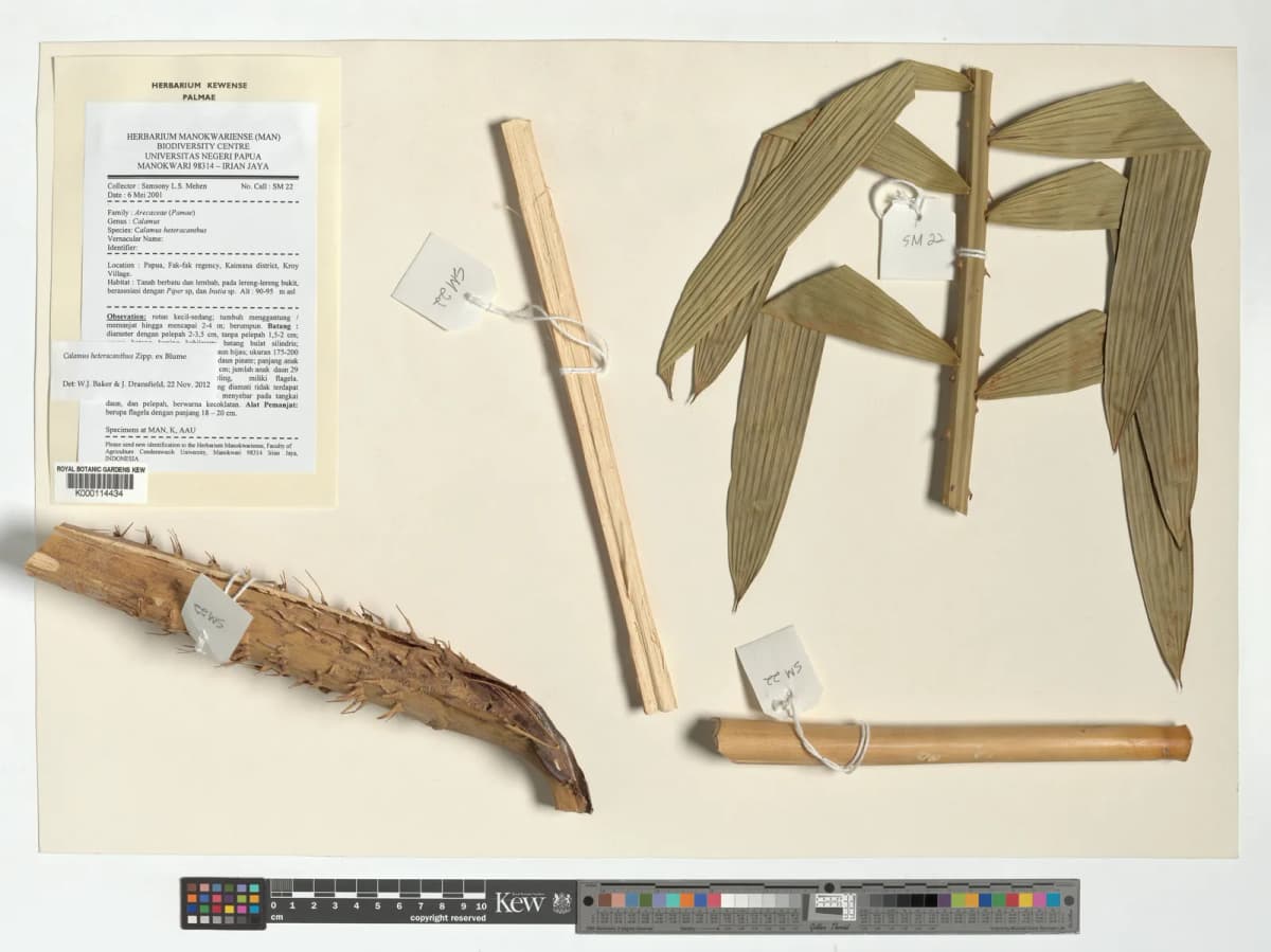 Botanical specimen of Calamus Heteracanthus.