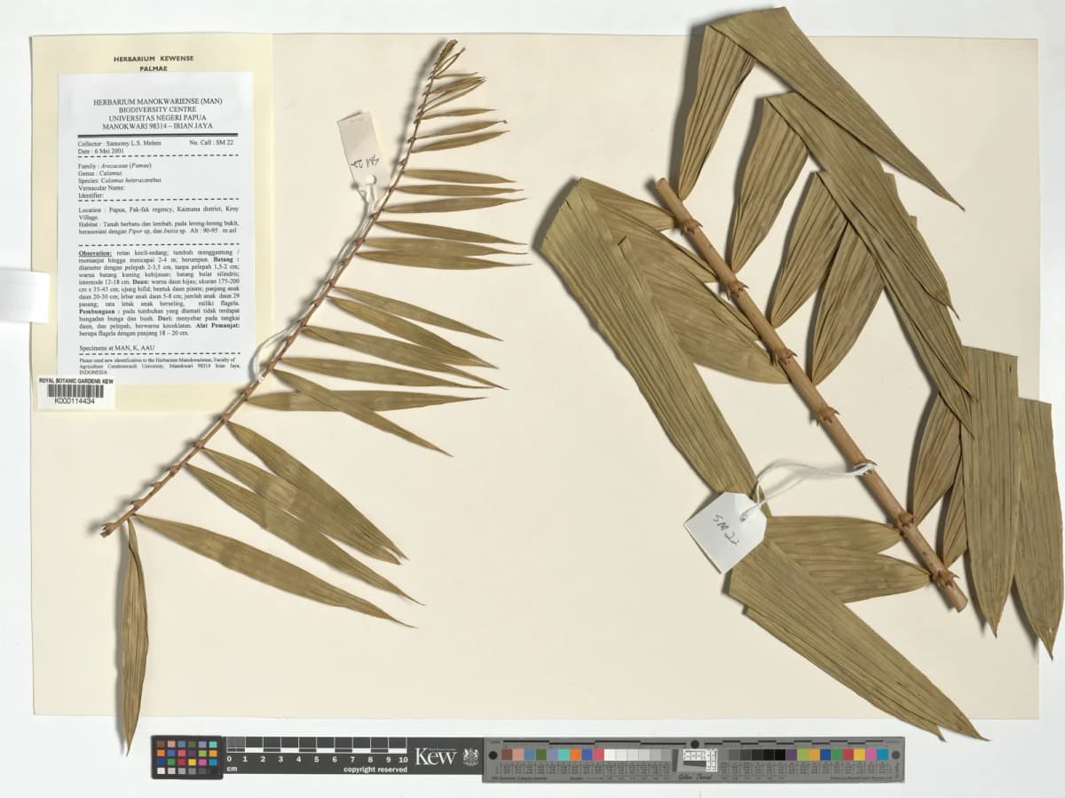 Botanical specimen of Calamus Heteracanthus.