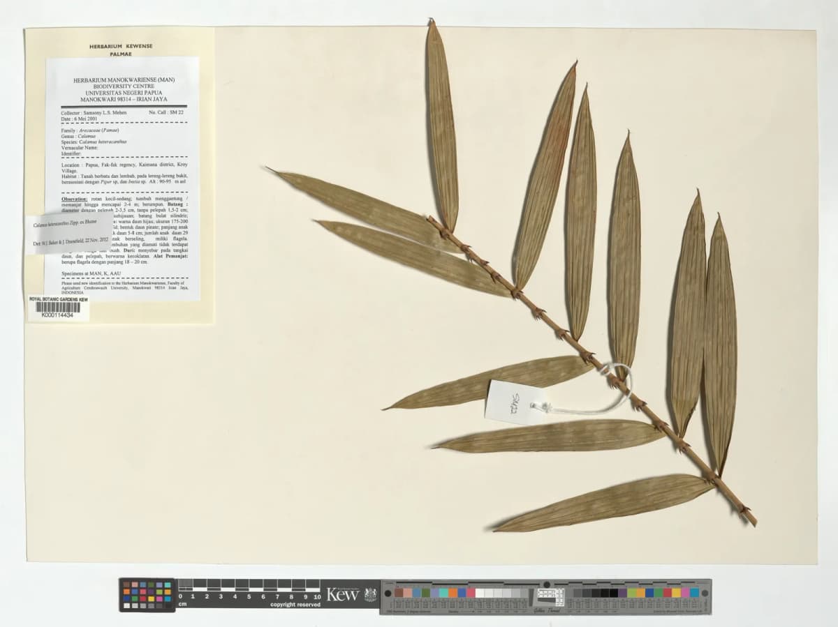 Botanical specimen of Calamus Heteracanthus.