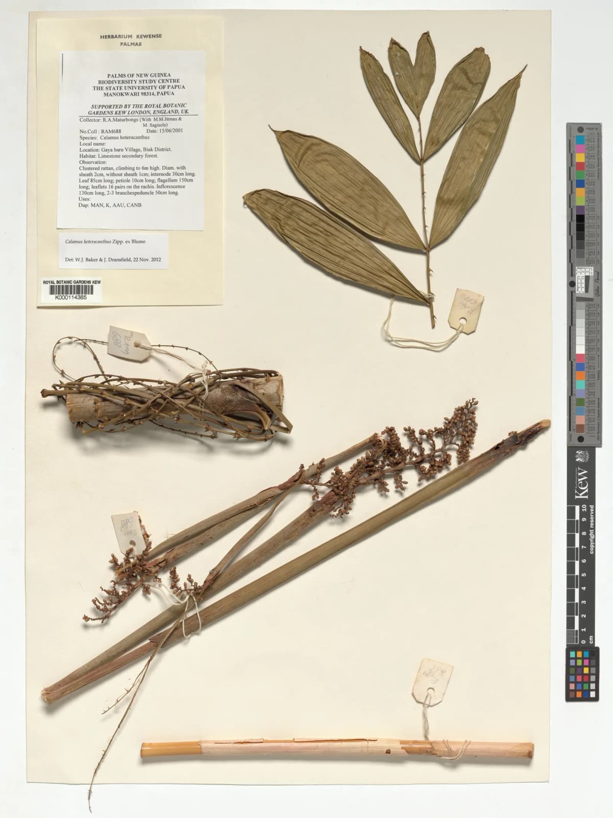 Botanical specimen of Calamus Heteracanthus.