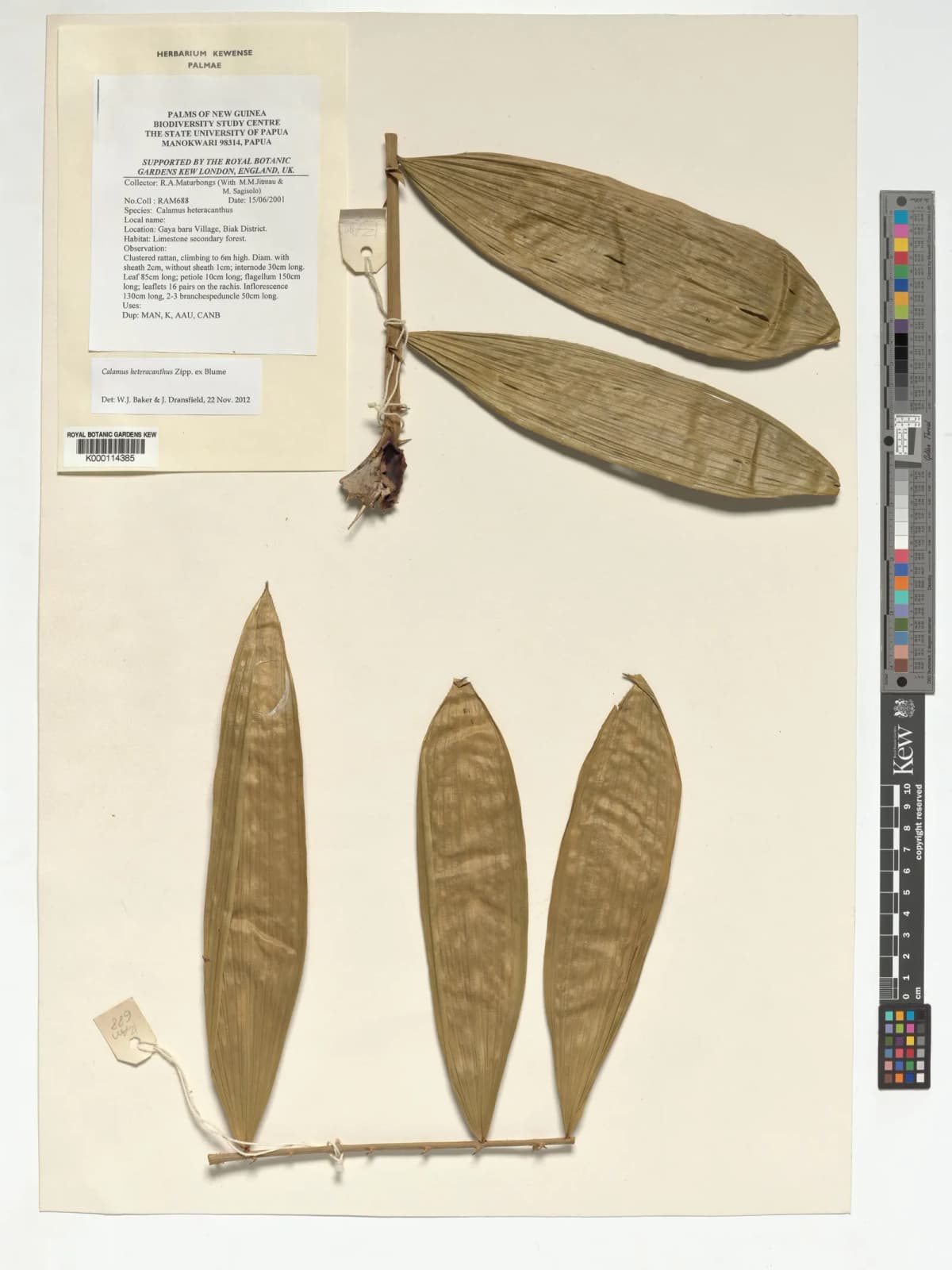 Botanical specimen of Calamus Heteracanthus.