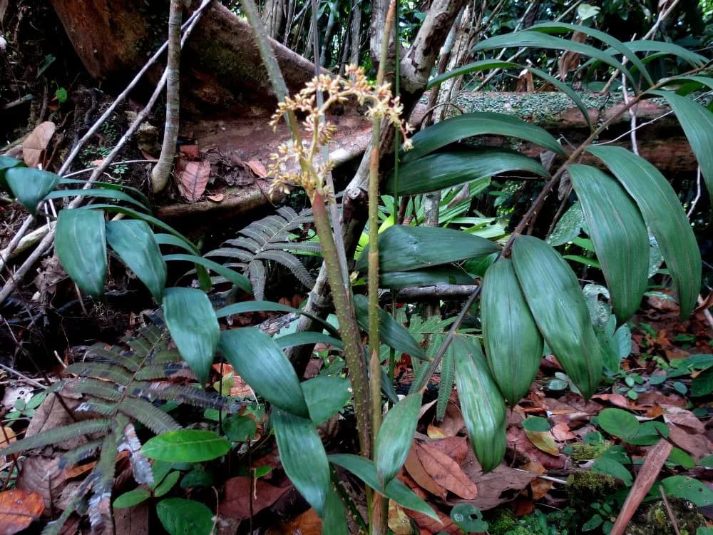 Botanical specimen of Calamus Heteracanthus.
