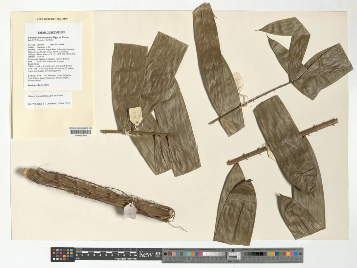Botanical specimen of Calamus Heteracanthus.