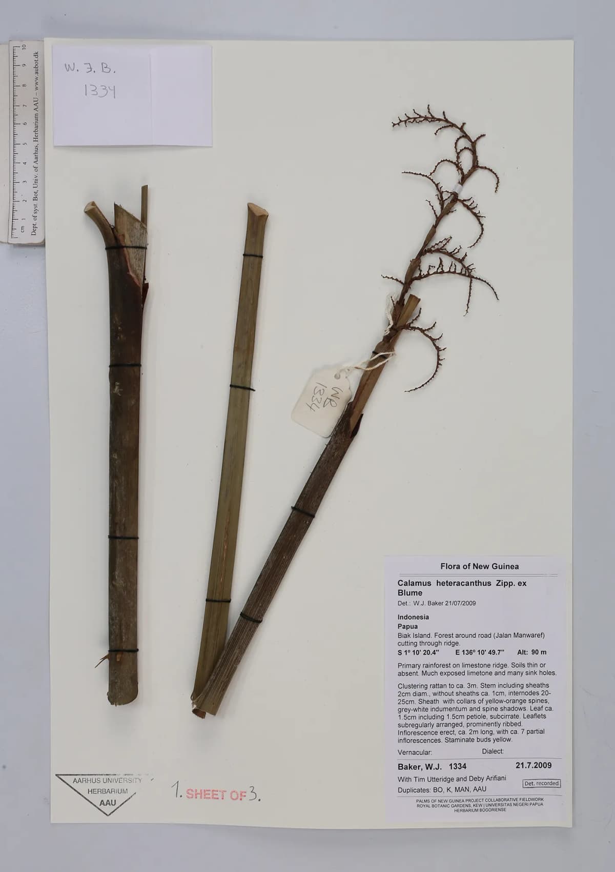 Botanical specimen of Calamus Heteracanthus.
