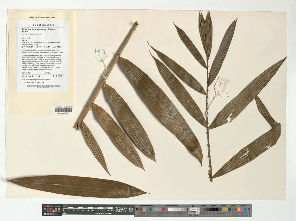 Botanical specimen of Calamus Heteracanthus.