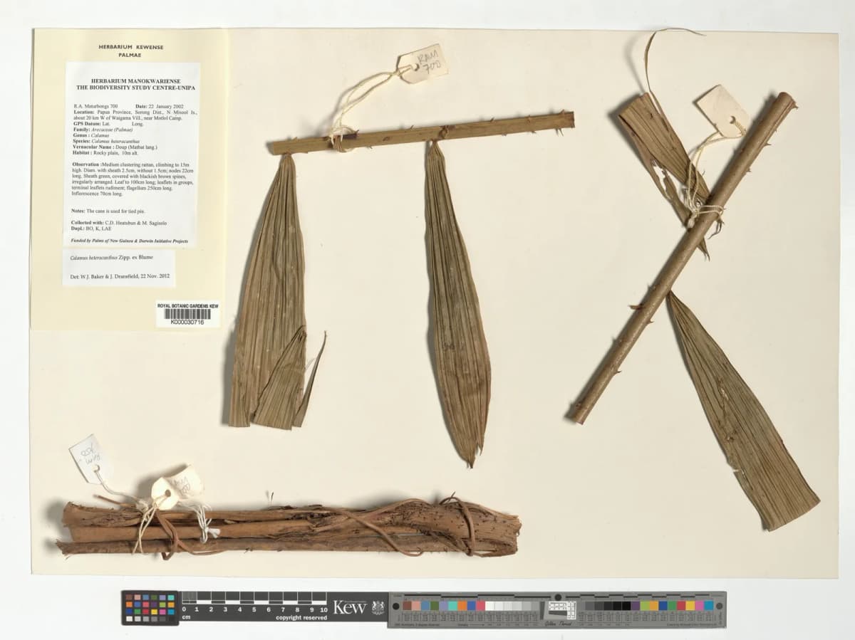 Botanical specimen of Calamus Heteracanthus.