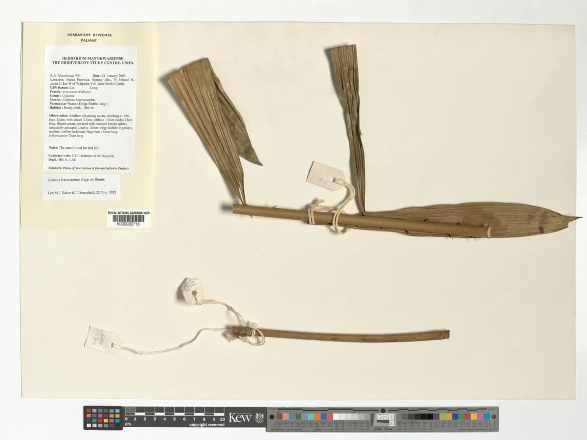 Botanical specimen of Calamus Heteracanthus.