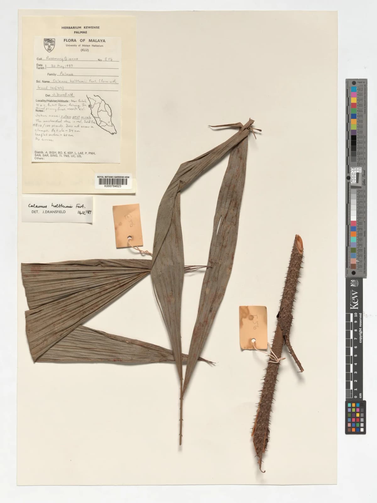 Botanical specimen of Calamus Holttumii.