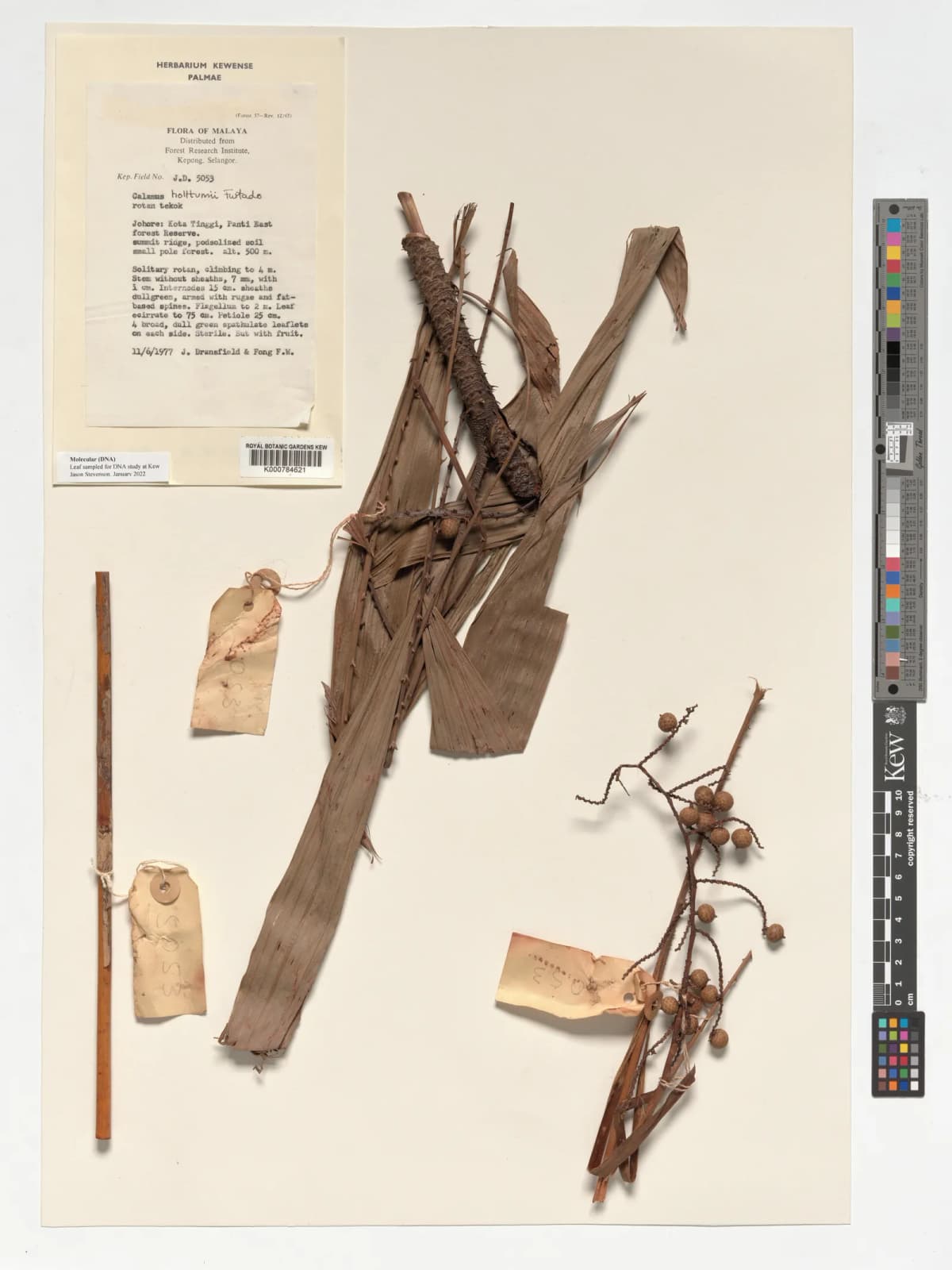 Botanical specimen of Calamus Holttumii.