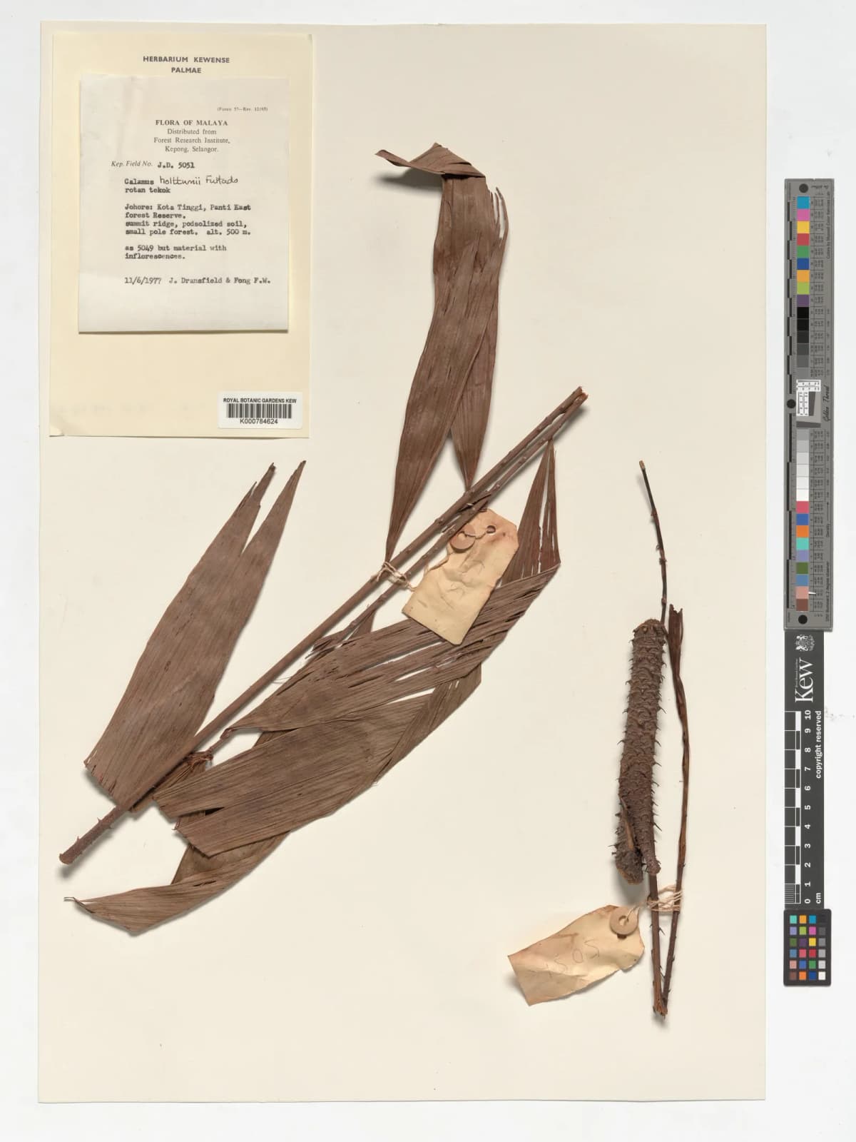 Botanical specimen of Calamus Holttumii.