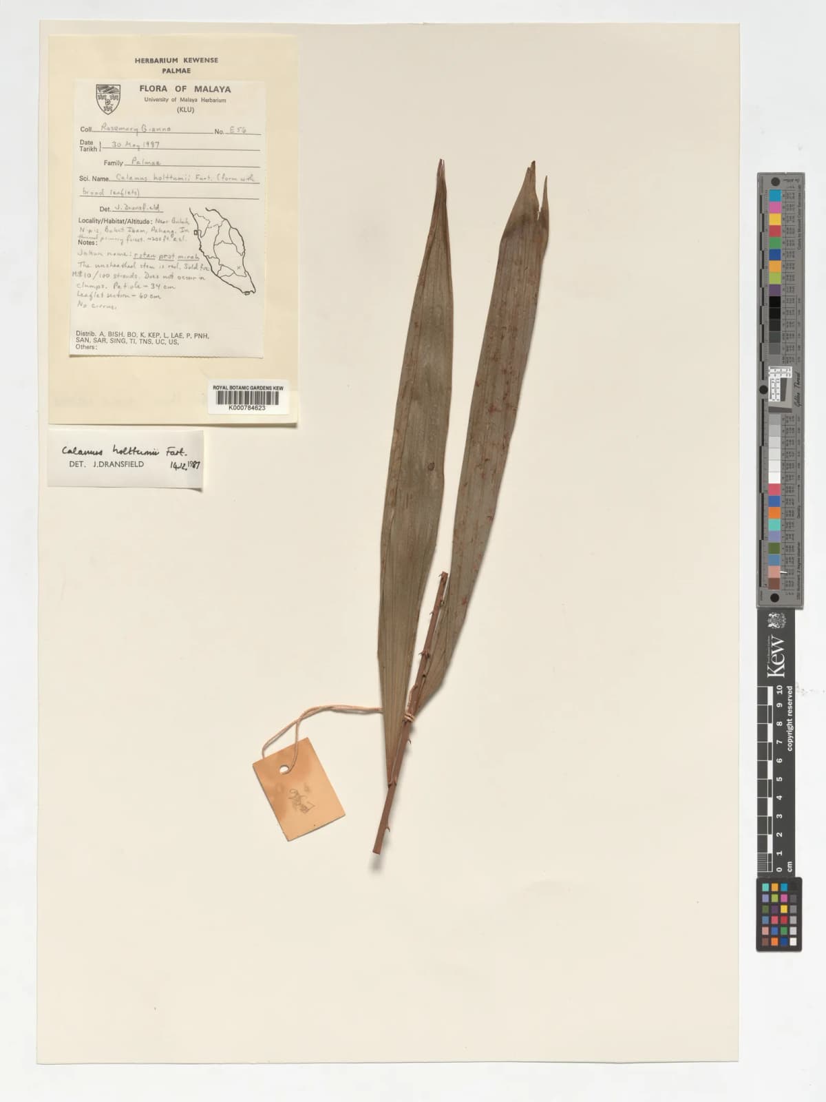 Botanical specimen of Calamus Holttumii.
